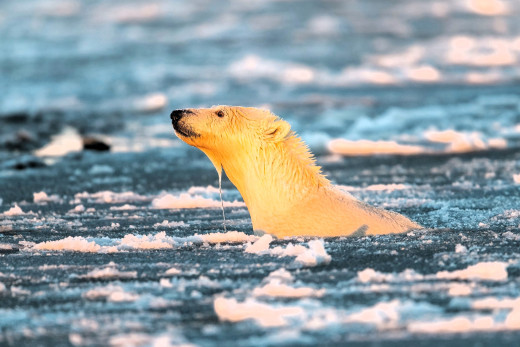 �1761342 �������(a): ����������:2048x1365